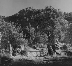 Archivfotografie "ausland_spanien_ibiza_landschaft_22904"