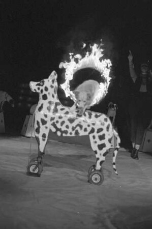 Gastspiel des Zirkus Busch-Roland auf dem Karlsruher Messplatz