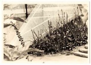 Bundesgartenschau 1955, Kassel: Pflanzen vor Gitter