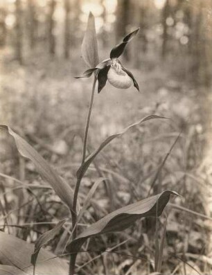 Gelber Frauenschuh oder Gelb-Frauenschuh (Cypripedium calceolus). Jena