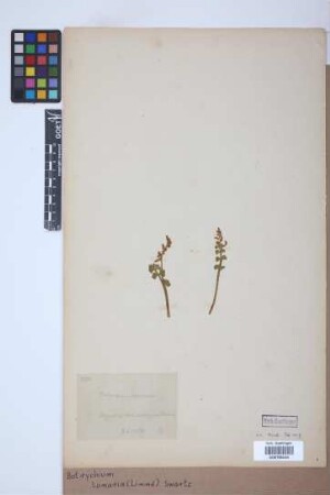 Botrychium lunaria