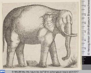Elefant