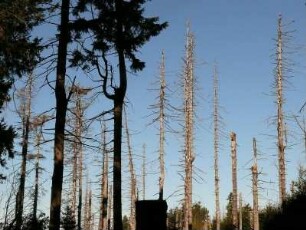 abgestorbene Nadelbäume im Nationalpark Hochharz am Brocken