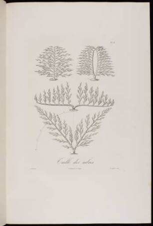 Taille des arbres.