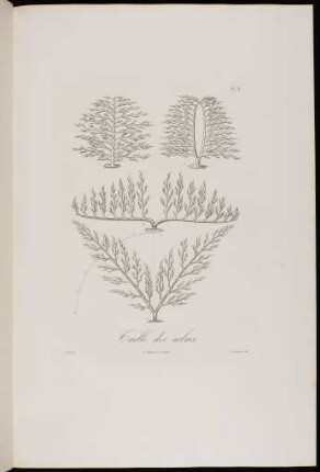 Taille des arbres.