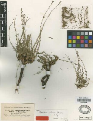 Lygia multicaulis Schott & Kotschy ex Boiss. [type]