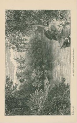An equatorial jungle stream