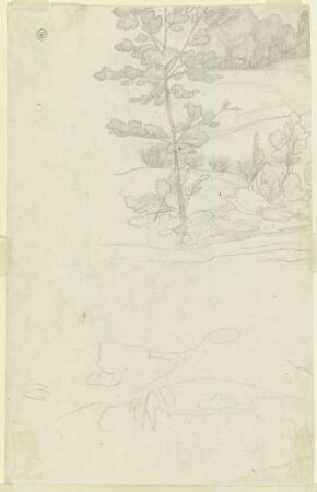 Waldlandschaft mit Ginster am Wegesrand und kleinem Baum im Vordergrund