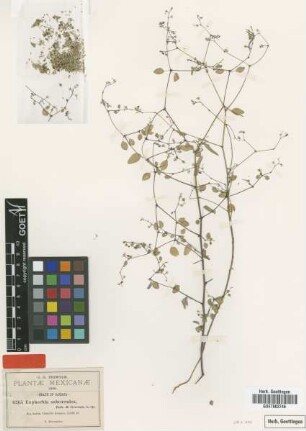Euphorbia subcaerulea B.L.Rob. & Greenm. [type]