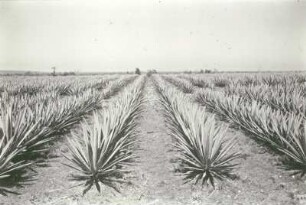 Reisefotos Karibik. Sisalplantage (Agave sisalana)