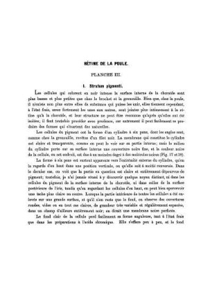 Rétine De La Poule. Planche III.