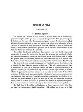 Rétine De La Poule. Planche III.