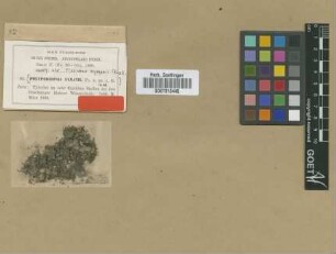 Fissidens nymanii M.Fleisch. [syntype]