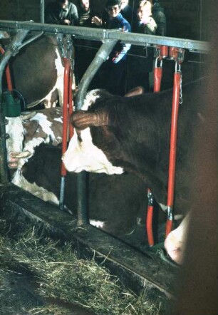 Fotografie: Milchviehhaltung, Anbindestall, Fressgitter, Anbindevorrichtung, Tränkebecken