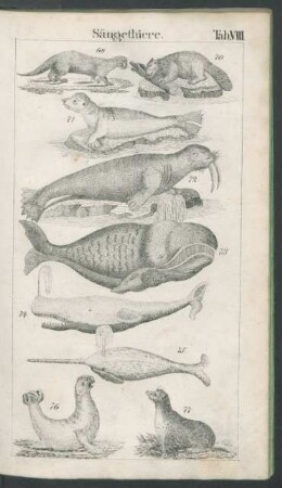 Tafel VIII. Säugethiere.