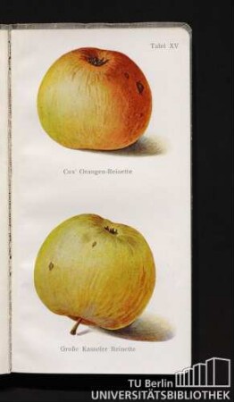Tafel XV. Cox' Orangen-Reinette und Große Kasseler Reinette.