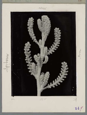 Heiligenkraut, Spross (Santolina chamaecyparissus)