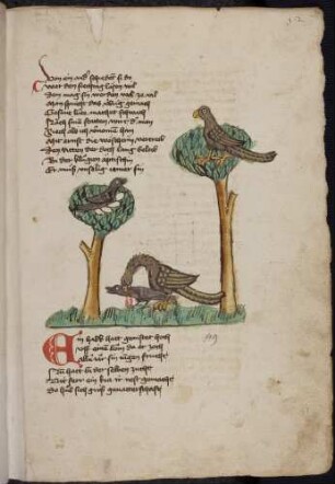 Krähe auf ihren Eiern im Nest, Habicht hackt Krähe, Habicht im Baum; (Vom Habicht und der Krähe, Kapitel XLIX)