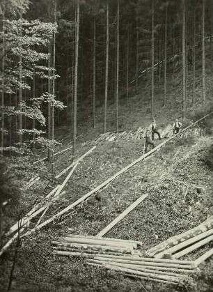 Sächsische Schweiz bei Hohnstein, Schälen der Stämme