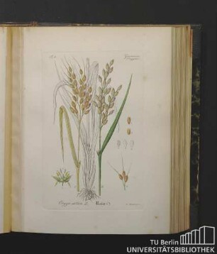 Gramineae. (Oryzeae.) Oryza sativa L. Reis.