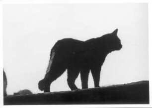 Schwarze Katze der Bildhauerin Etha Richter