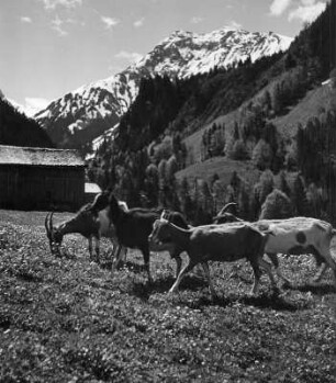 Weidende Ziegen in einem Gebirgsort (vielleicht in den Allgäuer Alpen)
