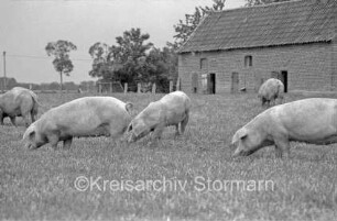 Landwirtschaft: Schweine auf Wiese: dahinter rechts Stall, links Zaun und Bäume