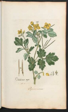 246. Chelidonium majus