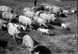 Assan Aga: Schweinezucht (Pressefahrt zur Besichtigung landwirtschaftlicher Betriebe im Bezirk Vlasca)