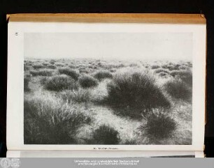 30. Beifuß-Steppe.