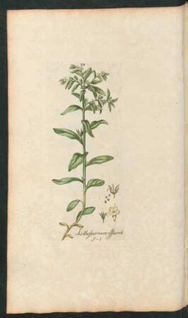 391. Lithospermun officinale