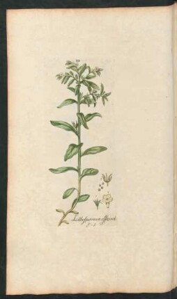 391. Lithospermun officinale