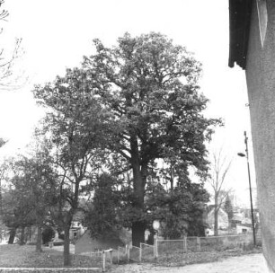 Braunsdorf (Wilsdruff-Braunsdorf). Eiche auf dem Dorfplatz