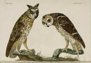 Long Eared Owl. - Short Eared Owl