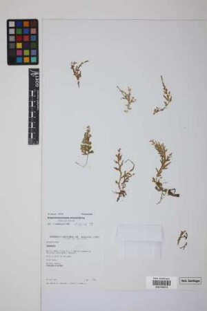 Selaginella haenkeana Spring