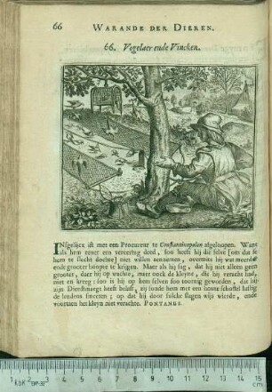 66. Vogelaer ende Vincken.