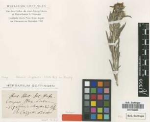 Senecio chrysactis Sch.Bip. ex Hensl. [syntype]