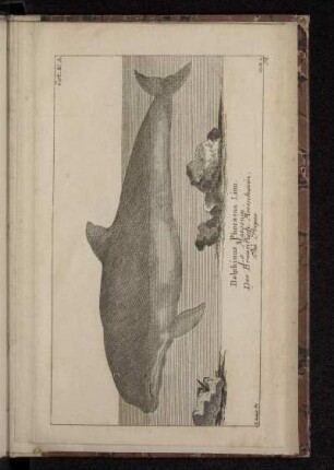 Delphinus Phocaena Linn. Le Marsouin. Der Braunfisch. Meerschwein. The Porpes.