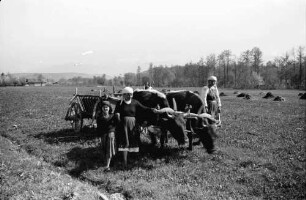 Hateg: Drei Bäuerinnen am Ochsenwagen
