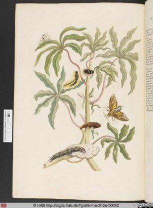 [Metamorphose eines Schmetterlings]