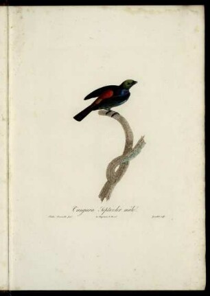 Abb. 1 Tangara Septicolor [bis] Abb. 49 Houpette noire