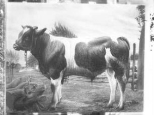 Stier auf der Weide