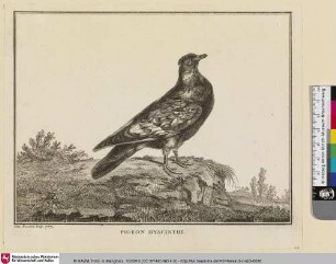 PIGEON HYACINTHE [Hyacinthtaube]