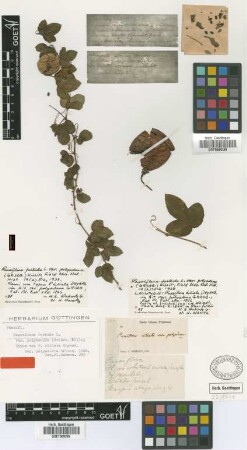 Passiflora ciliata Aiton var. polyadena Griseb.