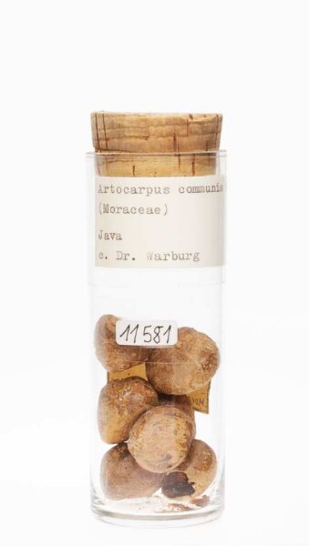 Artocarpus altilis (Parkinson) Fosberg aus Java (Indonesien)