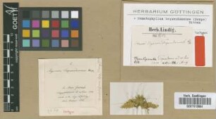 Hypnum tequendamense Hampe [isotype]