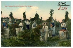 Oregon City. Hop Picking Scene, Oregon City, Oregon