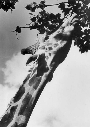 Hamburg-Stellingen. Tierpark Hagenbeck. Eine Giraffe frisst Blätter. Sie muss einen langen Hals machen
