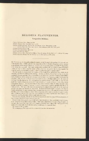 Belideus Flaviventer. Long-tailed Belideus