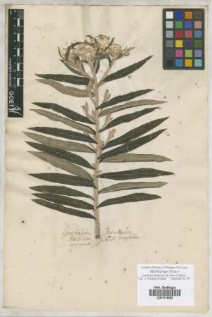 Gnaphalium